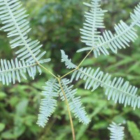 Dicranopteris linearis (Burm.f.) Underw.